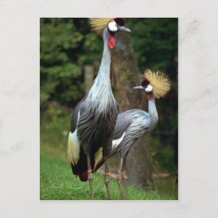 San Francisco Zoo Briefkaart