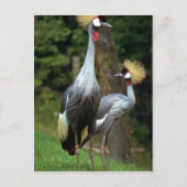 San Francisco Zoo Briefkaart (Voorkant)