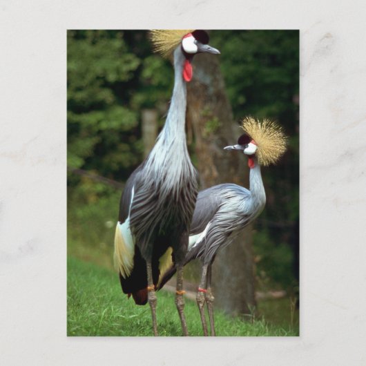 San Francisco Zoo Briefkaart (Voorkant)