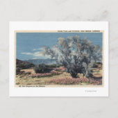 San Gorgonio Uitzicht, Rookbomen Briefkaart (Voorkant)
