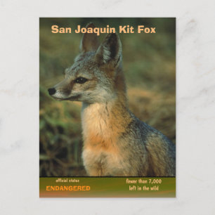 San Joaquin Kit Fox wordt bedreigd Feestdagenkaart