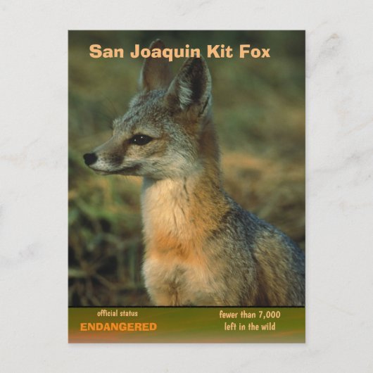 San Joaquin Kit Fox wordt bedreigd Feestdagenkaart (Voorkant)