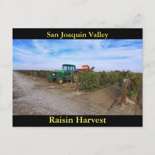 San Joaquin Valley Raisin Harvest Briefkaart