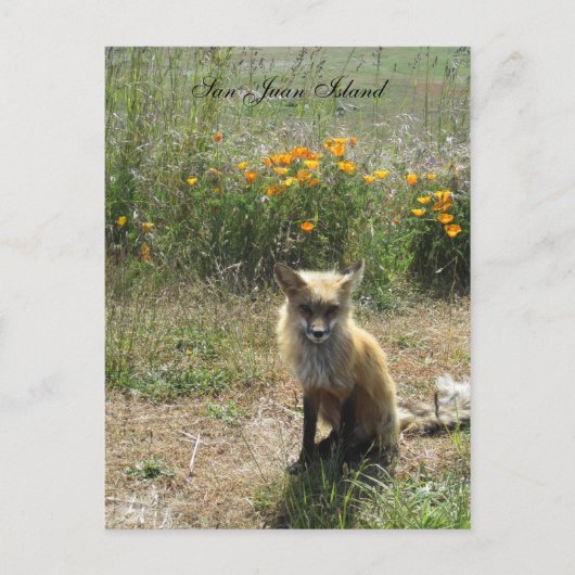 San Juan Island Fox Briefkaart (Voorkant)