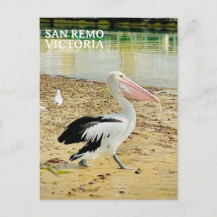 San Remo Pelikaan, Phillip Island, Victoria Briefkaart