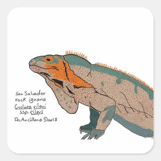 San Salvador Rock Iguana Sticker (Voorkant)