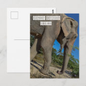Sanctuary Elephant Oerwoud Briefkaart (Voorkant / Achterkant)