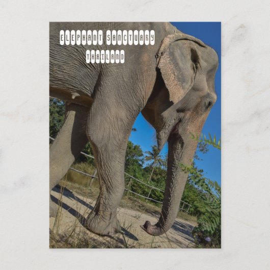 Sanctuary Elephant Oerwoud Briefkaart (Voorkant)