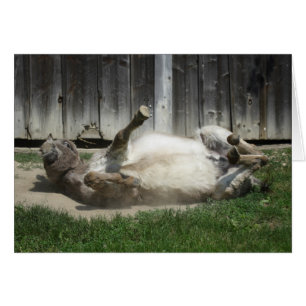 Sand Bathing Donkey