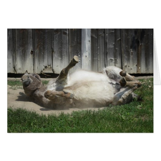 Sand Bathing Donkey (Voorkant Horizontaal)