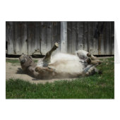 Sand Bathing Donkey (Voorkant Horizontaal)