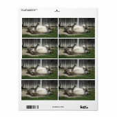 Sand Bathing Donkey Etiket (Full Sheet)