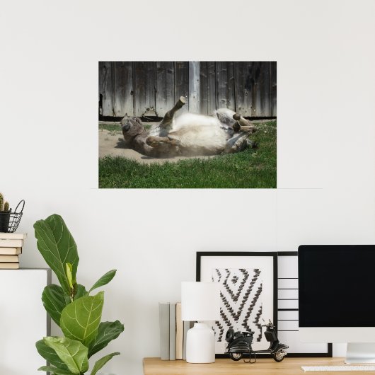 Sand Bathing Donkey Poster (Thuiskantoor)