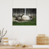 Sand Bathing Donkey Poster (Keuken)