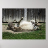 Sand Bathing Donkey Poster (Voorkant)