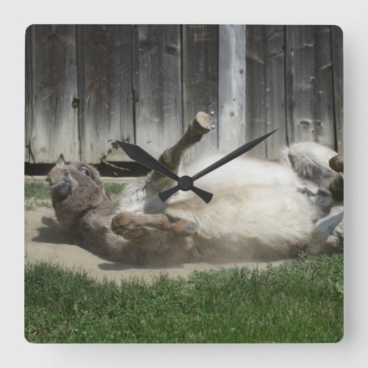 Sand Bathing Donkey Vierkante Klok (Voorkant)