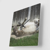 Sand Bathing Donkey Vierkante Klok (Hoek)