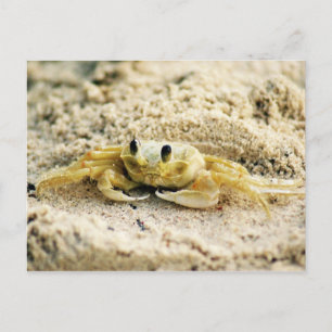 Sand Crab, Curacao, Caribbean islands, Foto Briefkaart