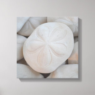 Sand Dollar Canvas Kunst