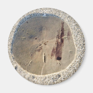 Sand Dollar Magneet
