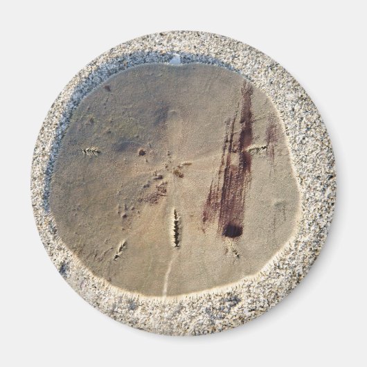 Sand Dollar Magneet (Voorkant)