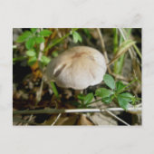 Sand Dollar Mushroom Briefkaart (Voorkant)