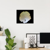 Sand Dollar Poster (Thuiskantoor)