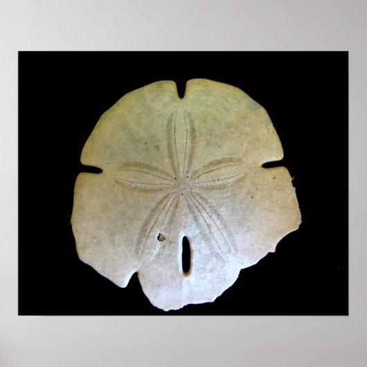 Sand Dollar Poster (Voorkant)