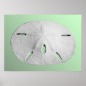 Sand Dollar Poster (Voorkant)
