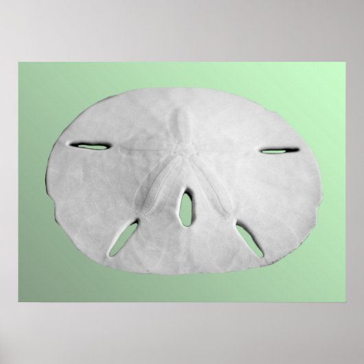 Sand Dollar Poster (Voorkant)