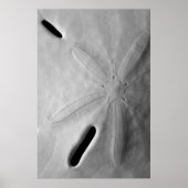 Sand Dollar Poster (Voorkant)