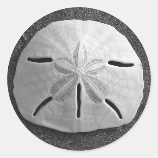 Sand Dollar Seashell Beach Sticker (Voorkant)