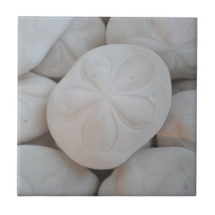 Sand Dollar Tile Tegeltje