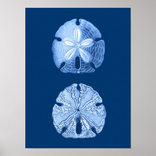 Sand Dollar Zee Life Print, Indigoblauw en wit Poster (Voorkant)