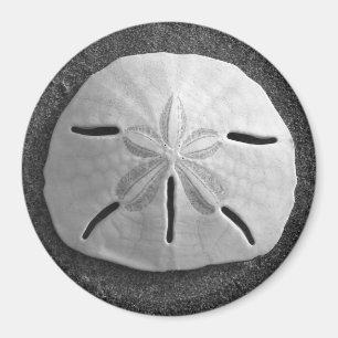 Sand Dollar Zee Shell Beach Magnet