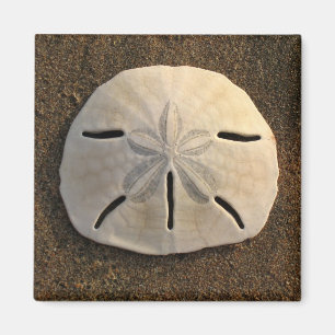 Sand Dollar Zee Shell Beach Magnet