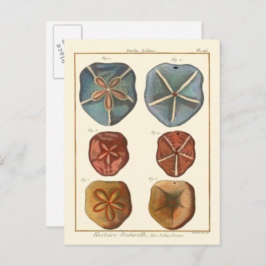 Sand Dollars-Pareltjes Briefkaart (Voorkant / Achterkant)