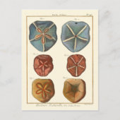 Sand Dollars-Pareltjes Briefkaart (Voorkant)