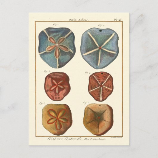 Sand Dollars-Pareltjes Briefkaart (Voorkant)