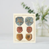 Sand Dollars-Pareltjes Briefkaart (Staand voorkant)