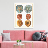 Sand Dollars-Pareltjes Canvas Afdruk (Insitu (Woonkamer))