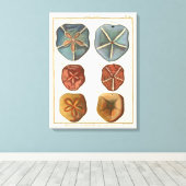 Sand Dollars-Pareltjes Canvas Afdruk (Insitu (Houten vloer))