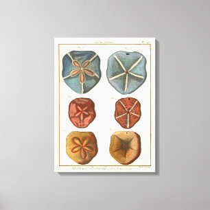 Sand Dollars-Pareltjes Canvas Afdruk
