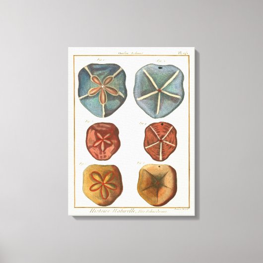 Sand Dollars-Pareltjes Canvas Afdruk (Voorkant)