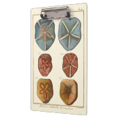 Sand Dollars-Pareltjes Klembord (Links)