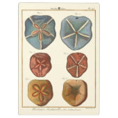 Sand Dollars-Pareltjes Klembord (Achterkant)