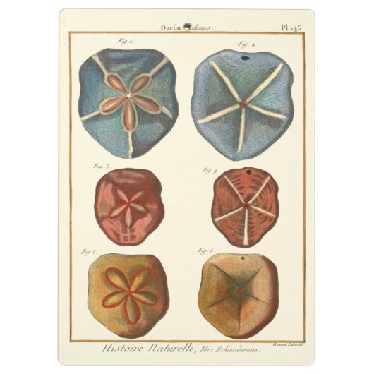 Sand Dollars-Pareltjes Klembord (Achterkant)