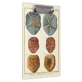 Sand Dollars-Pareltjes Klembord (Rechts)