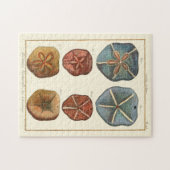 Sand Dollars-Pareltjes Legpuzzel (Horizontaal)