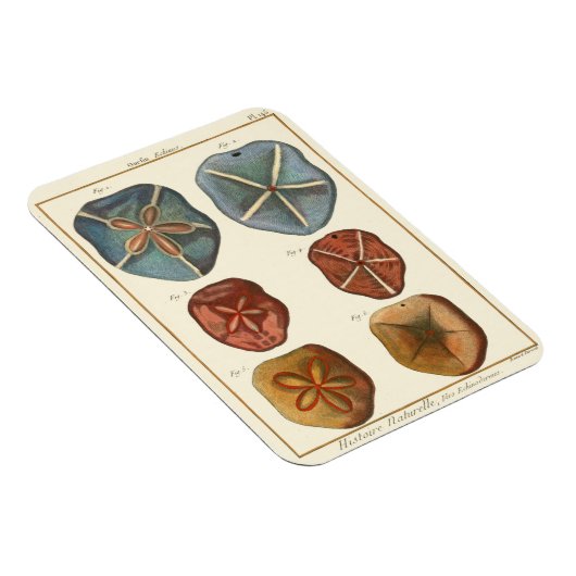 Sand Dollars-Pareltjes Magneet (Rechterzijde)